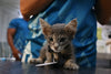 Join the Woof & Whiskers Club: Small Monthly Gifts, Big Impact for Animals in Need