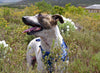 Charlie’s Journey: From Mange to a Loving Home