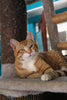 June is Adopt a Cat Month — and TEARS has the perfect cat for you