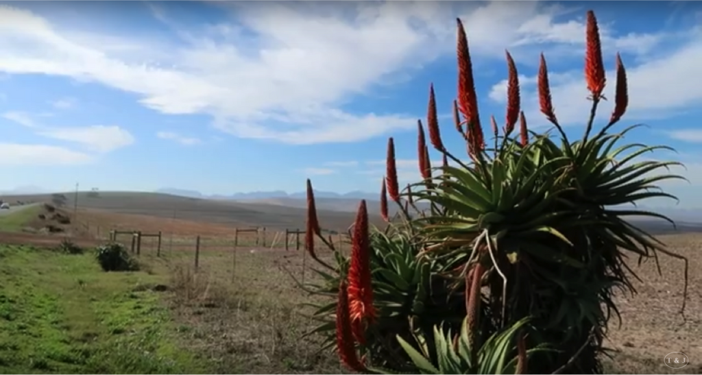 Camping in Franschhoek, South Africa - De Hollandsche Molen