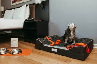 SunSquare Cape Town Gardens - first pet-friendly hotel for Southern Sun