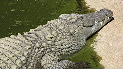 Cango Wildlife Ranch - Oudtshoorn, South Africa