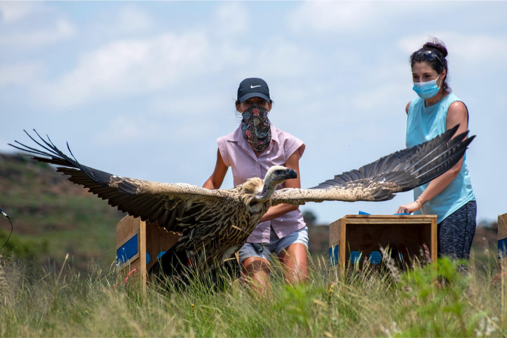 Ford Wildlife Foundation Provides Mobility for VulPro African Vulture Conservation Project