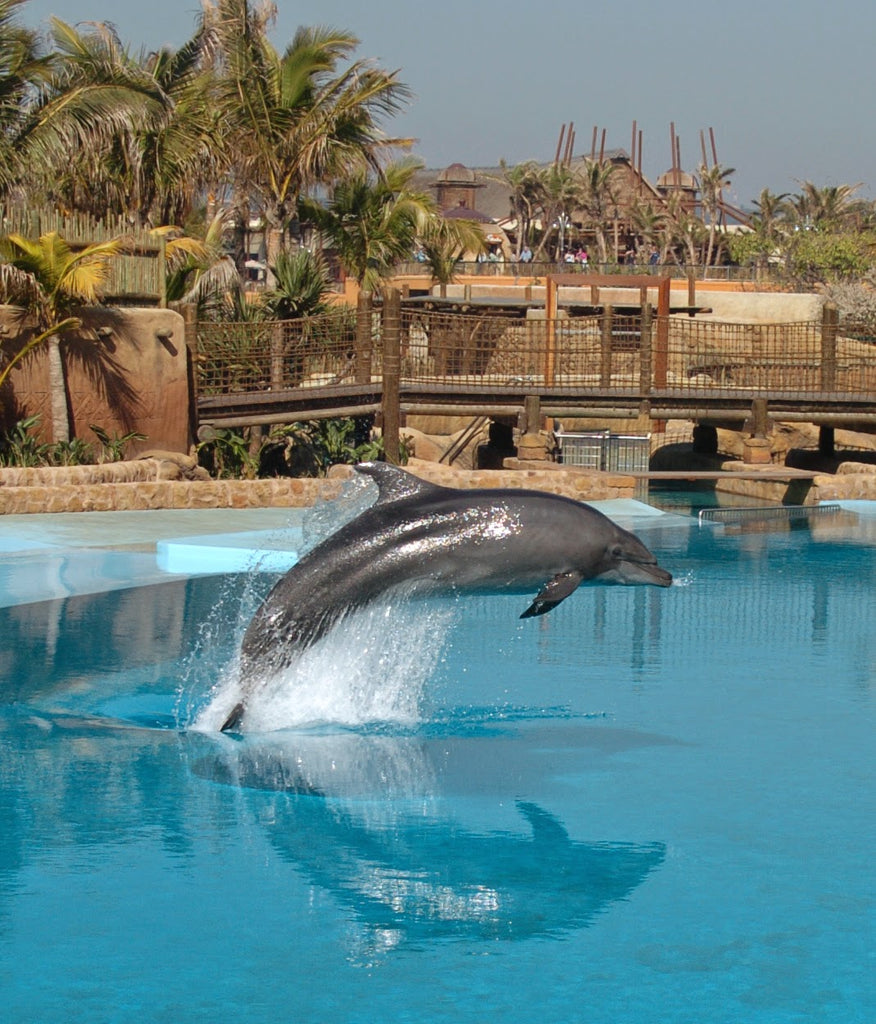 uShaka Marine World mourns the passing of Gambit, the dolphin