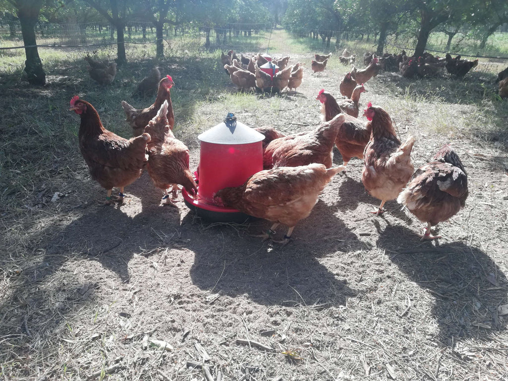 The Spur Corporation commits to using only cage-free hens by 2025