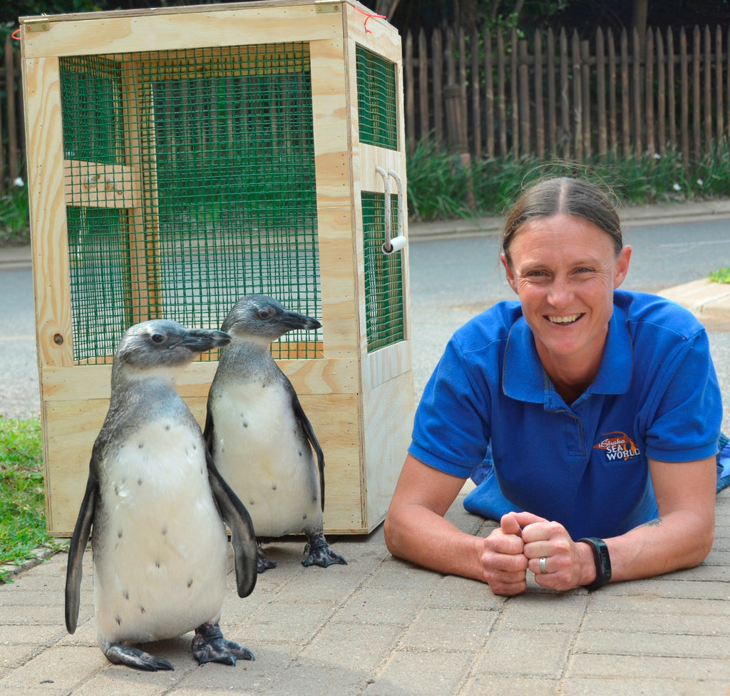 Penguins “Take Flight” to Head off Home!