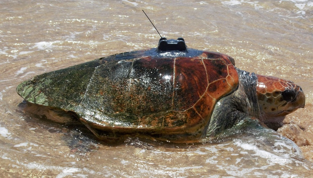 Herbie goes… back to the sea