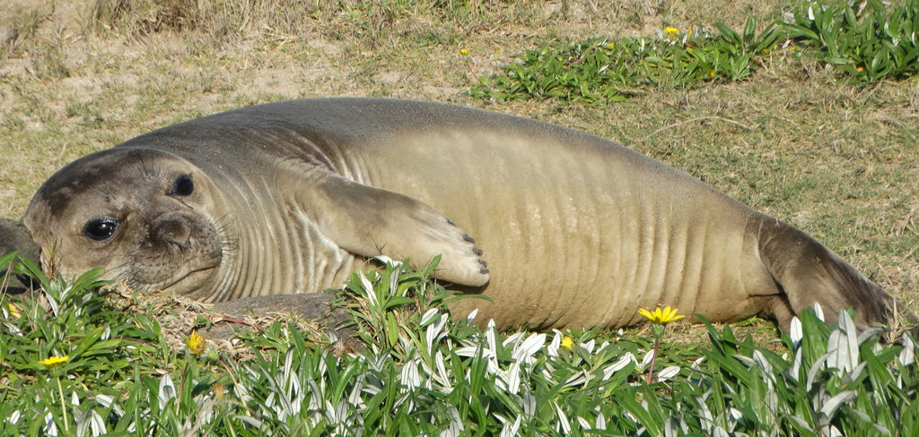 Jello is feeling mellow!