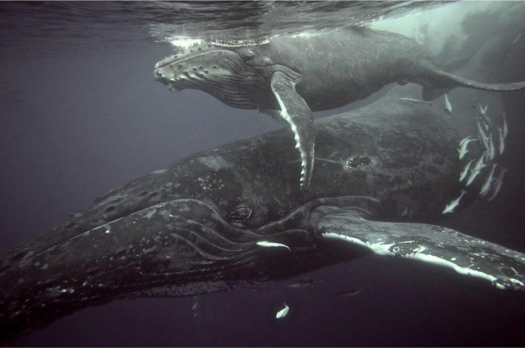 Having a whale of a time on the KZN South Coast this summer!