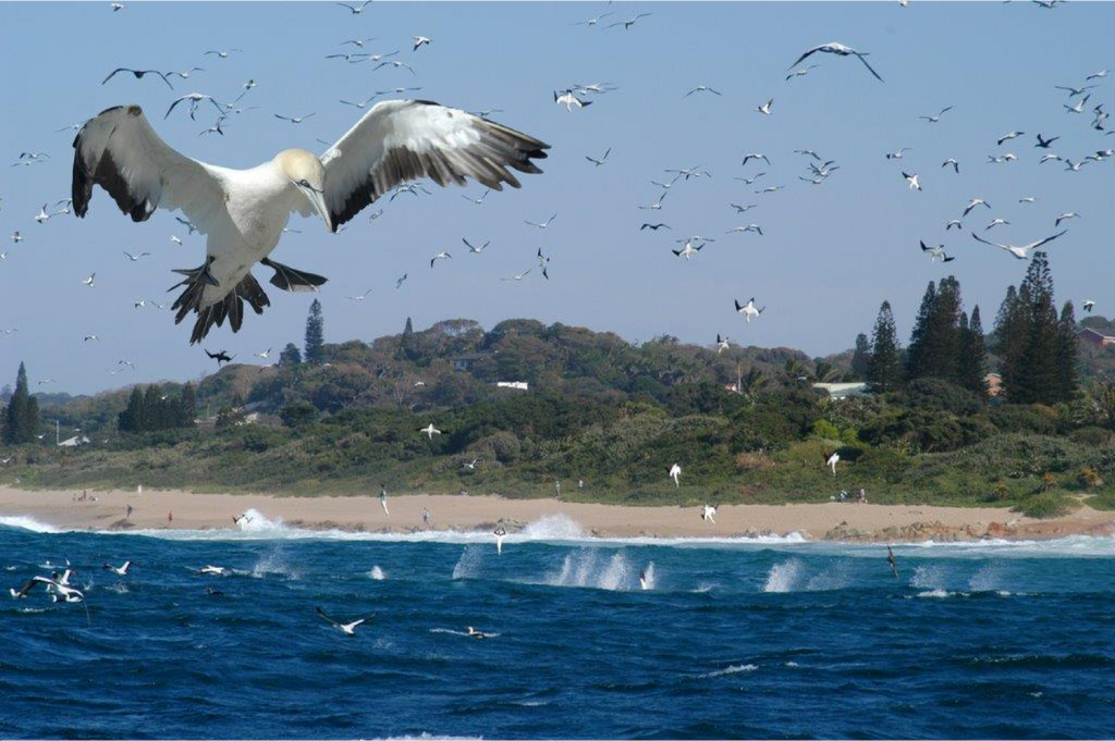 The scene is set on the KZN South Coast for the Greatest Shoal on Earth