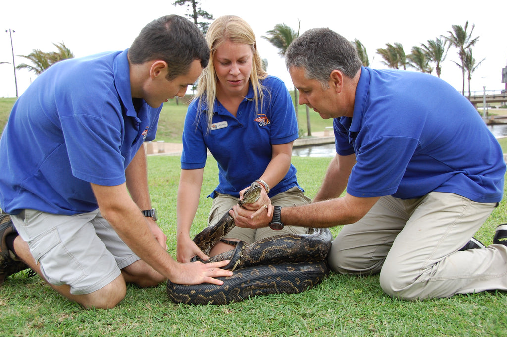 Discovered Rock Python Recovering!