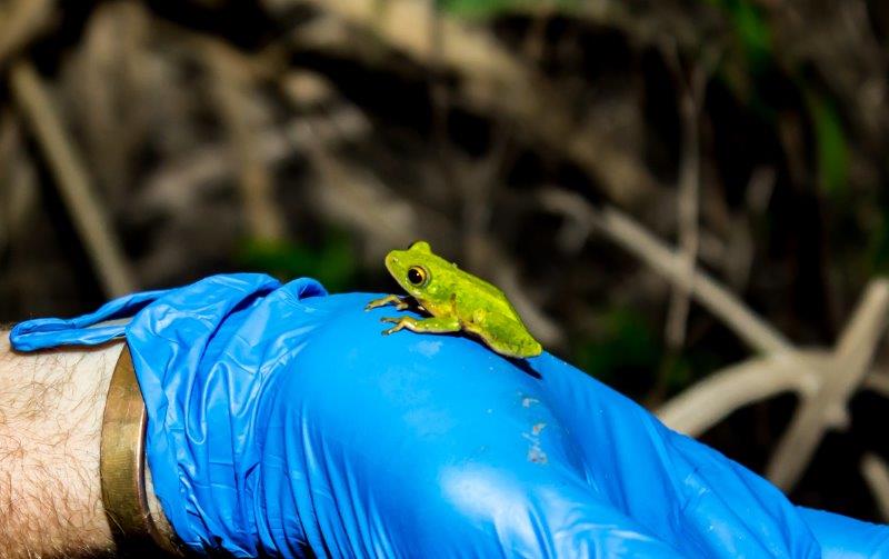 Renishaw Hills celebrates World Frog Day with successful wetlands restoration