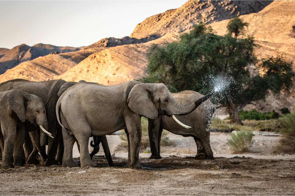 Secrets of the Elephants premieres this Earth Day