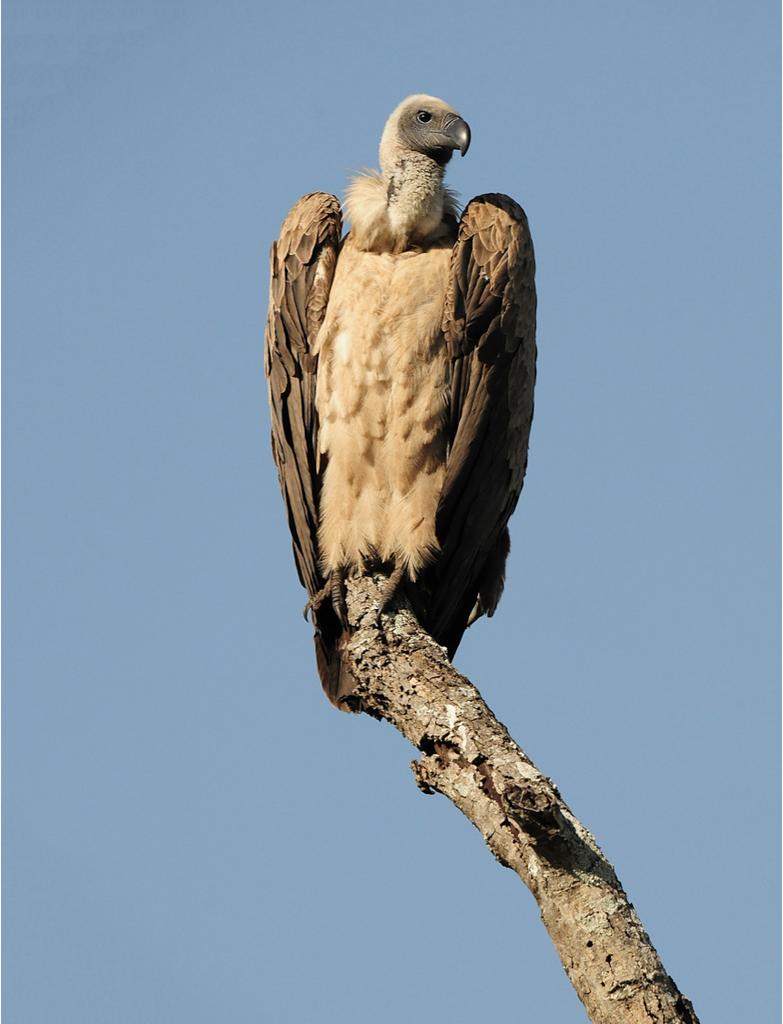 Soaring into Action for International Vulture Awareness Day – Ford Wildlife Foundation Empowers Cape Vulture Conservation