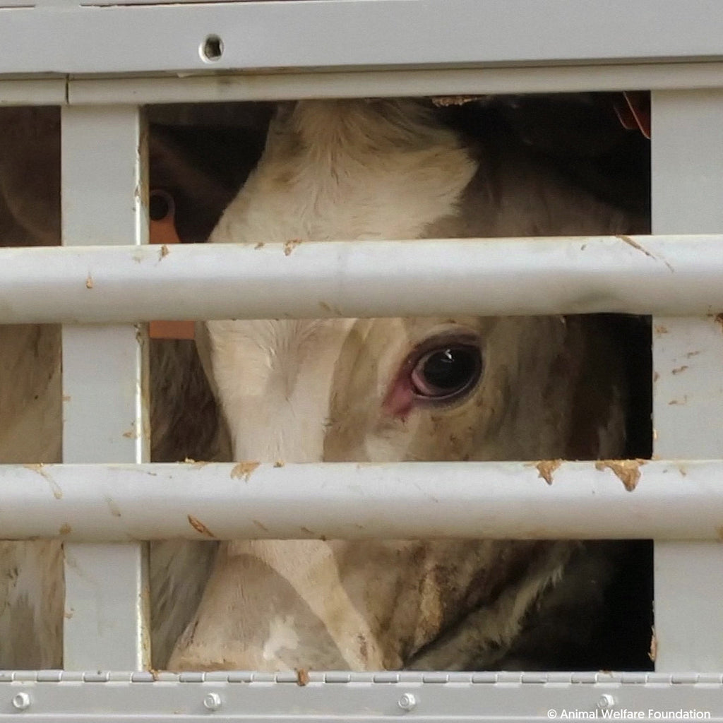 Stop Live Export South Africa and Compassion in World Farming Urges Public to Respond to Government's draft Regulations to Continue Exporting Live Animals by Sea