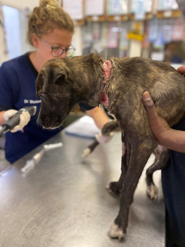 TEARS Animal Rescue operates at the coalface of animal and community welfare