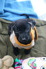TEARS Animal Rescue and AfriPaw join forces to bring veterinary care to Vrygrond