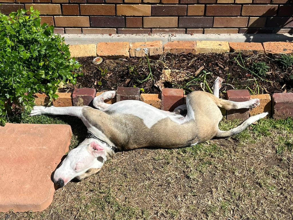 TEARS Animal Rescue Appeals for Support for its Feed Hungry Pets Programme