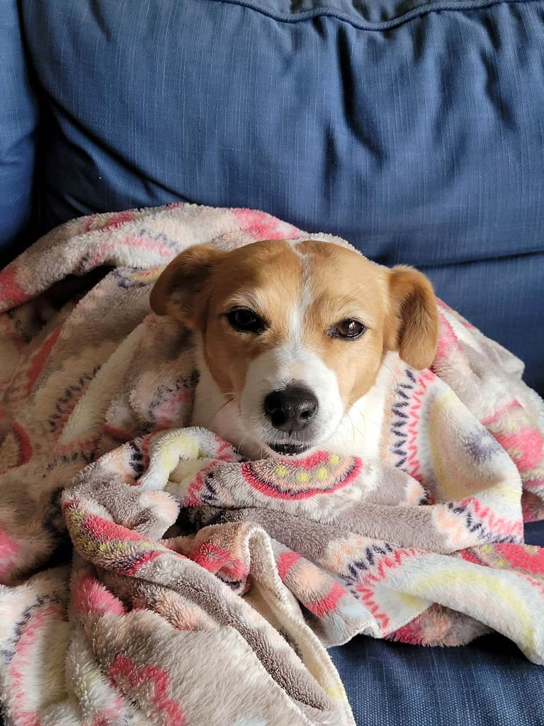 TEARS Animal Rescue desperately needs fleece blankets to keep animals warm after the floods, please help!