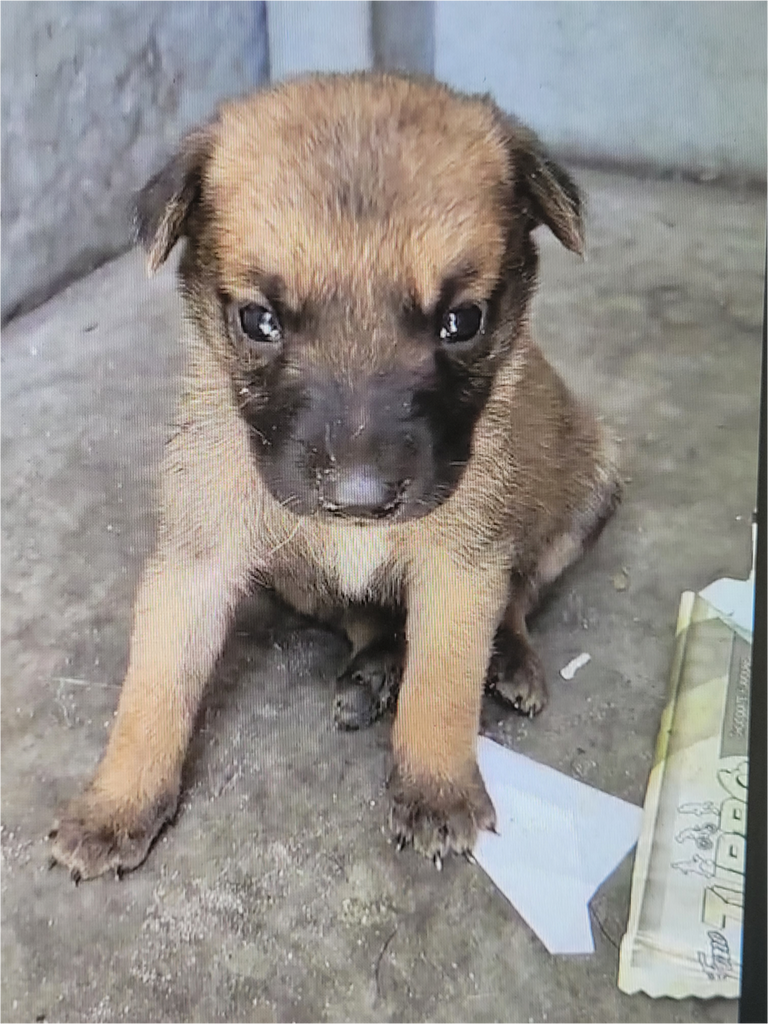 The brutal reality of unchecked breeding: Six animal welfare organisations unite to sterilise 180 pets on World Spay Day, 25 February
