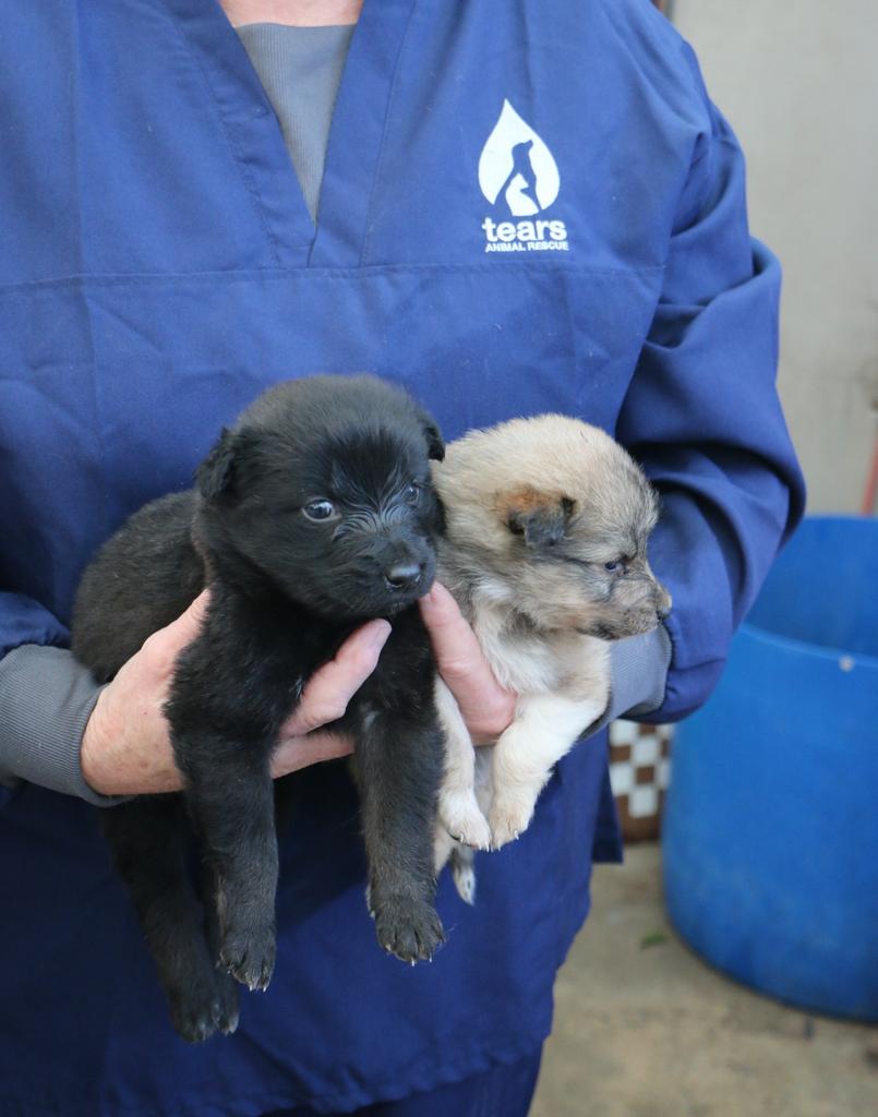 A busy Mandela Day for TEARS Animal Rescue!