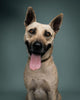 Rescued Belgian Malinois-Boerboel Mix needs a loving home