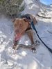 Calling All Dog Lovers: Become a TEARS Kennel Volunteer