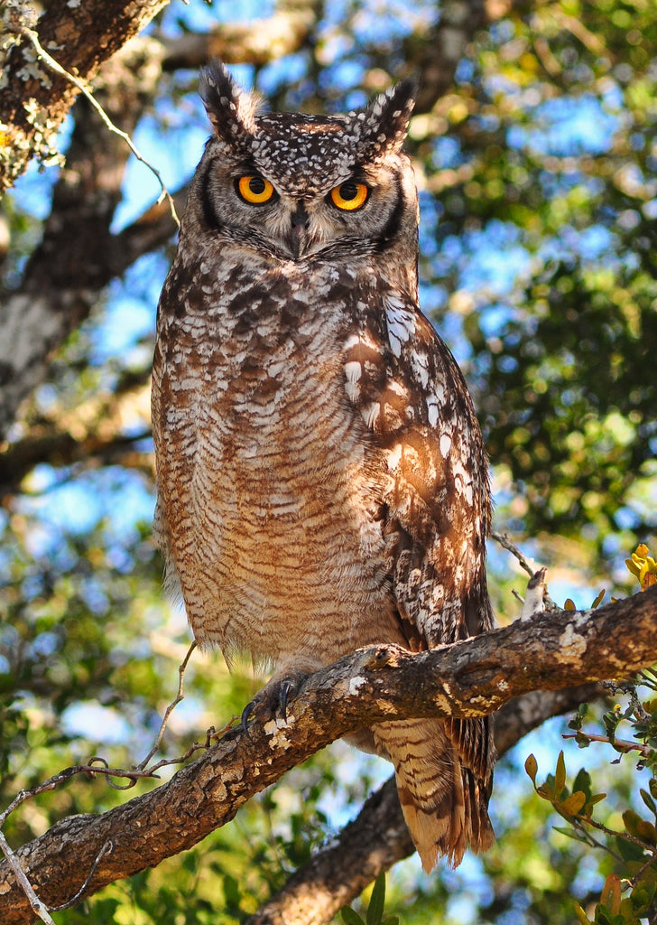 Birds of prey in the KZN Midlands