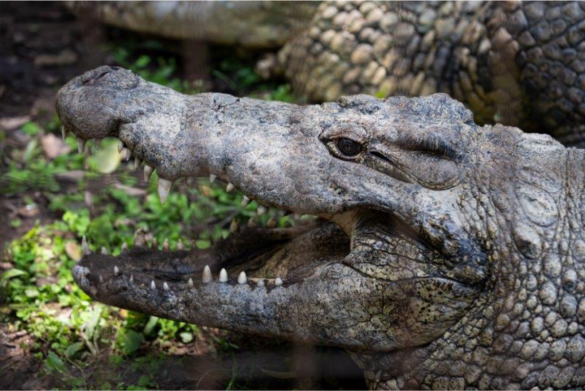 Holiday fun at Crocworld iloveza