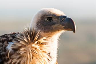 De Hoop's Vultures - Another one for your bucket list!