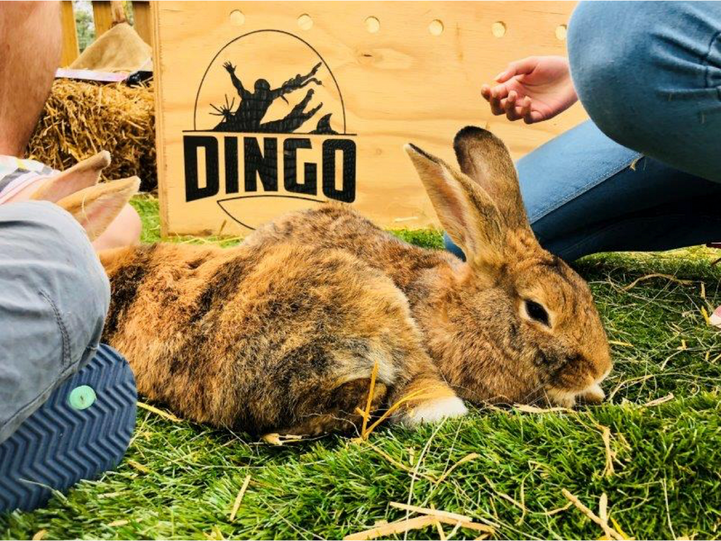 Conservationist, Dingo Dinkelman, brings wildlife to schools through edutaining animal talks