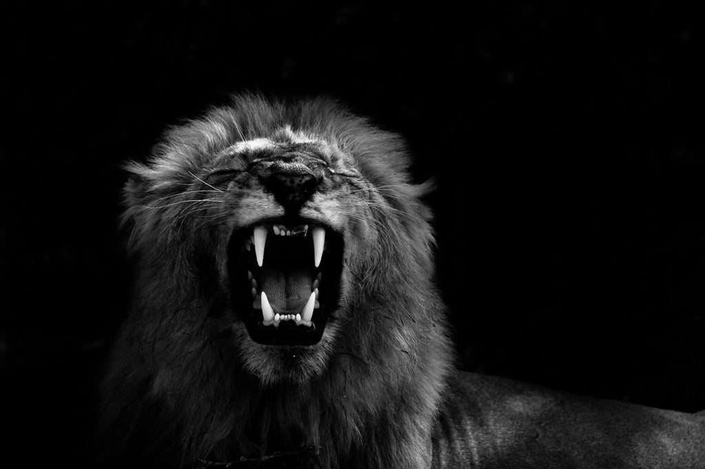 This Halloween: The Dark Side of Going on Safari