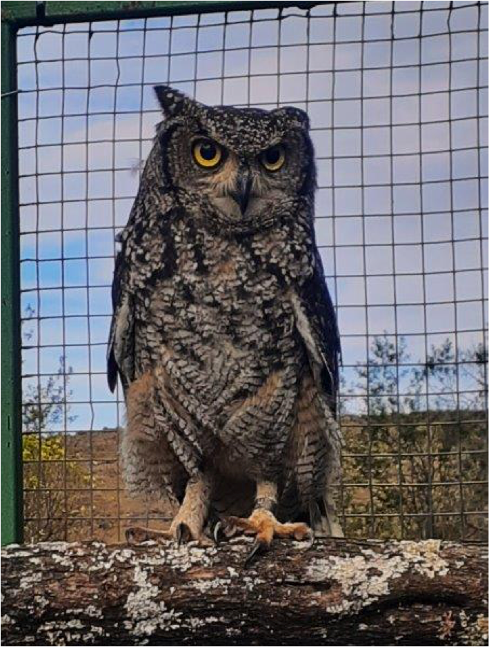 Two hoots and a hooray for owl release