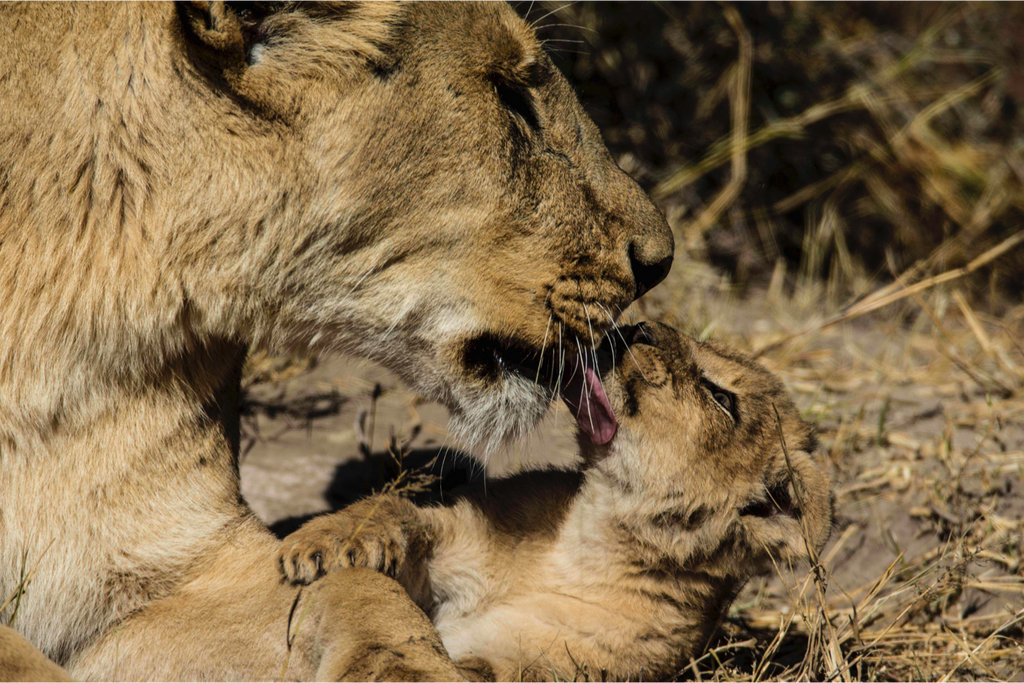 Big Cat Sundays this February on National Geographic Wild
