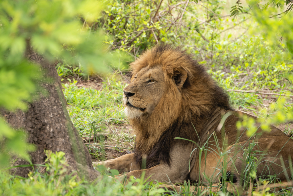 3 reasons why you should take a quarterly holiday to the Kruger