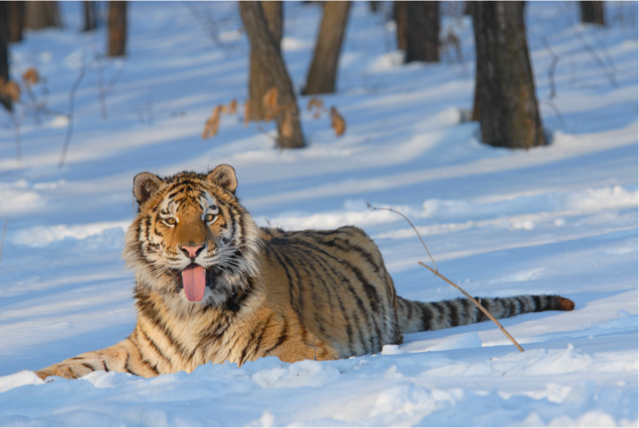 National Geographic Wild’s Big Cat Month 2022 celebrates Local Filmmakers