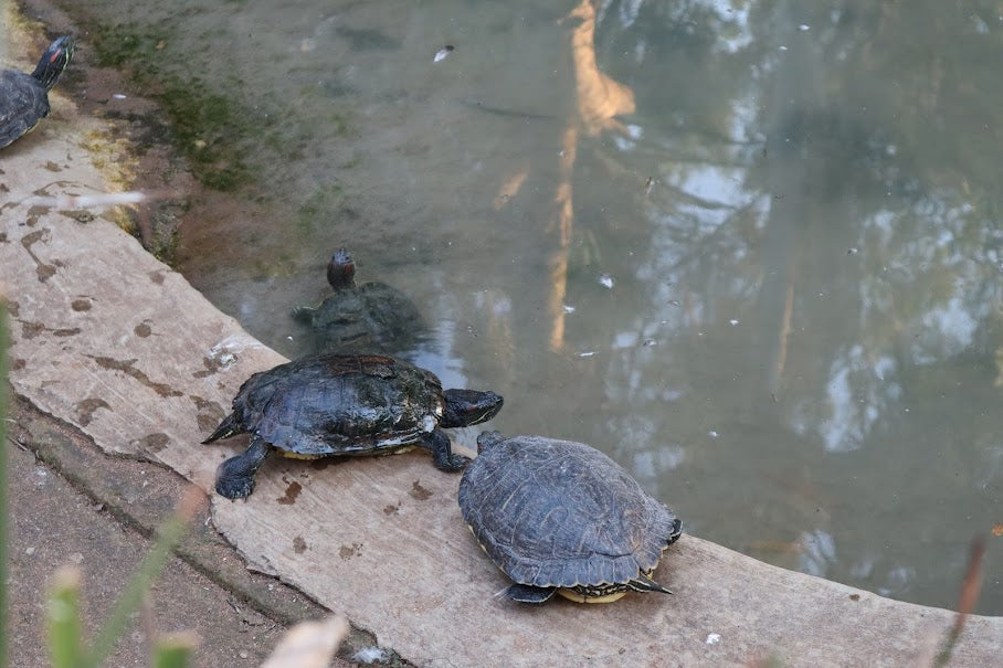 Turtle or Tortoise : What are their Differences ?