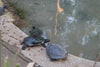 Turtle or Tortoise : What are their Differences ?