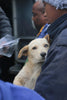 Feeding Pets to keep Families Together