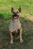 Find your future best friend this Clear the Shelters Month