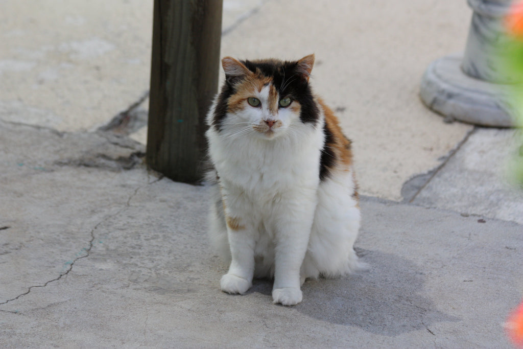 From Forgotten to Family: TEARS Highlights Feral Cats Ready for Adoption