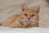 Happy home adoption story for Zorro from TEARS