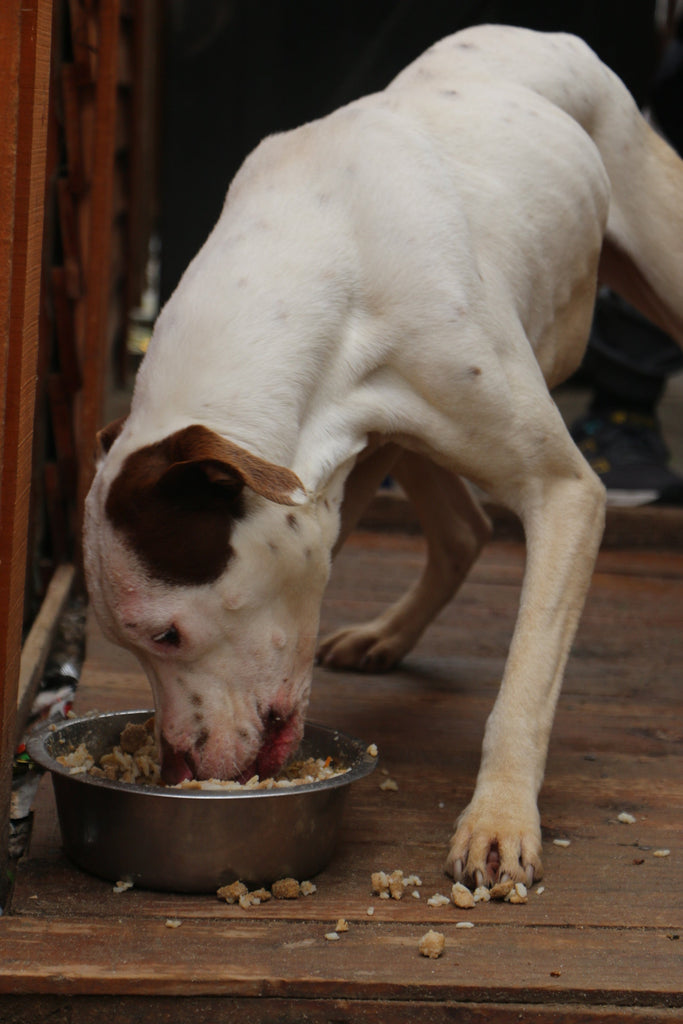 Help feed hungry pets and keep them in their loving homes this Mandela Day - TEARS supports local animal welfare hero, Ingrid de Storie