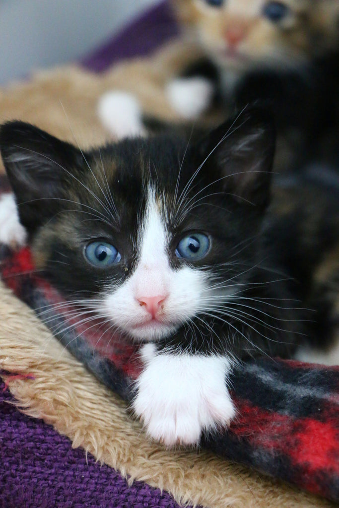 Leave a Legacy: Make a Difference This National Wills Week