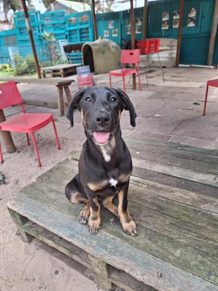 Please treat your animals for ticks!