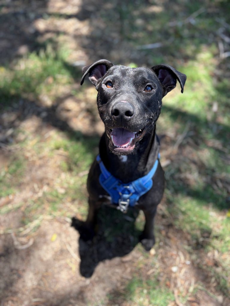 Murphy's Tale: How I Chose My Forever Family - A successful human adoption story