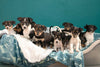 Adopt or foster bottle babies please: Make a difference to a pet this winter!