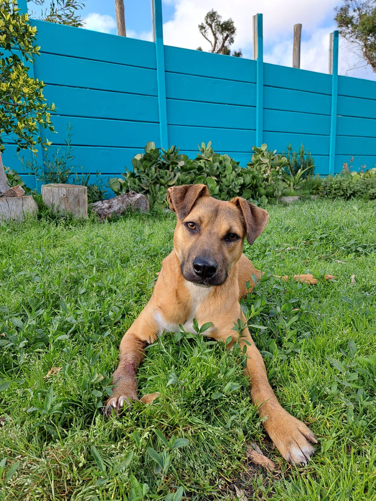 A home sweet home for Sugar