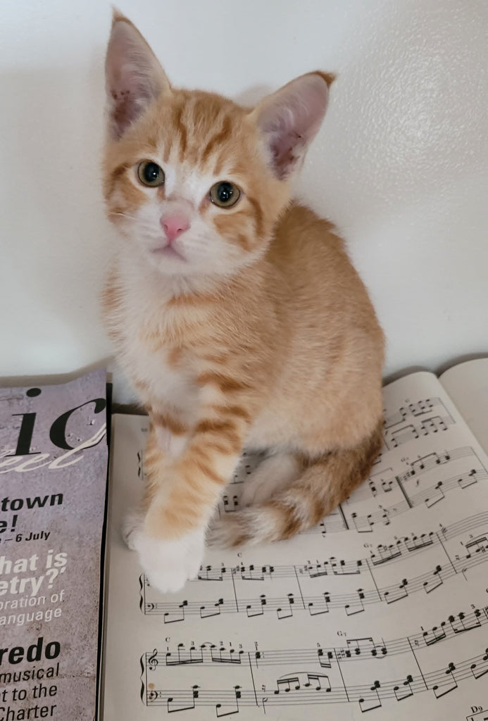 Very Special Wobbly William - My best foster-fail ever!