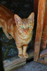 The Case for Adopting an Adult Dog or Cat